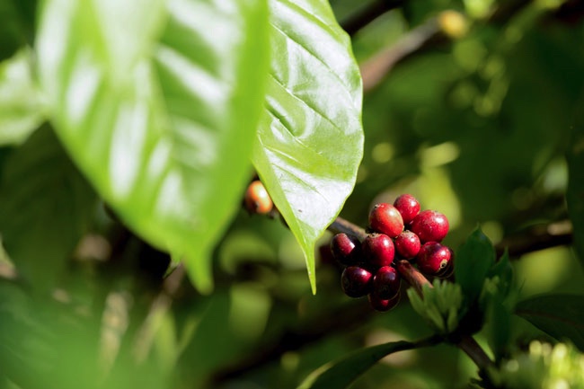 kawa coffee processing