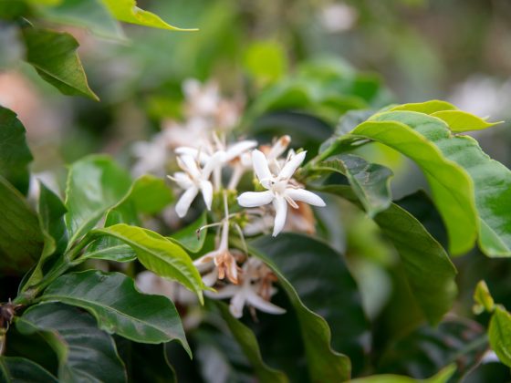 blooming coffee tree