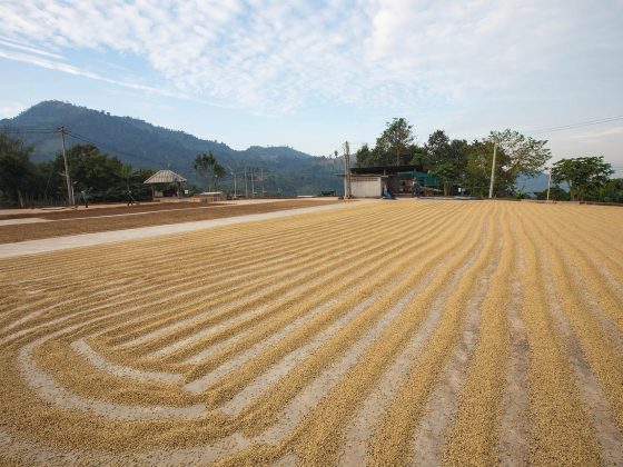 Coffee Plantation