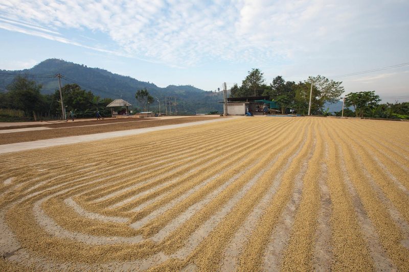 Modern methods of specialty coffee processing