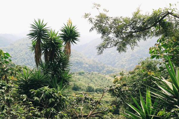 Coffee Regions: Guatemala