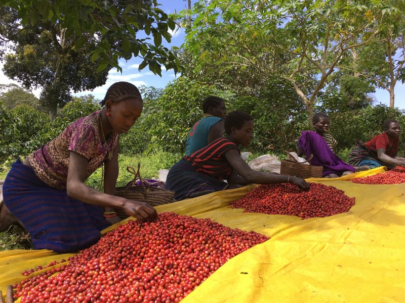 Coffee regions: Ethiopia