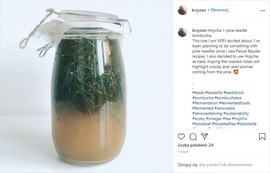 kombucha experiments with pine needle