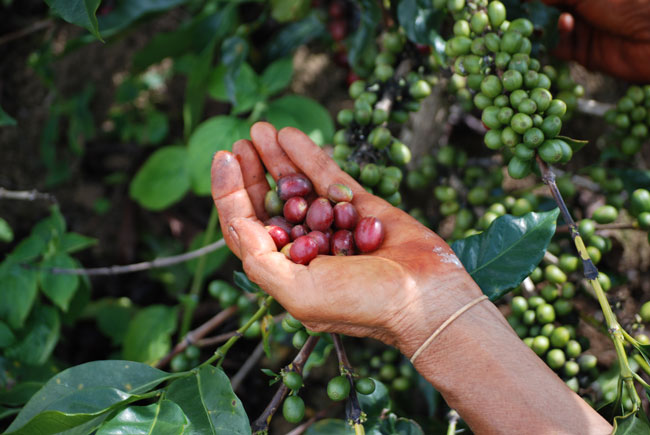 coffee plant