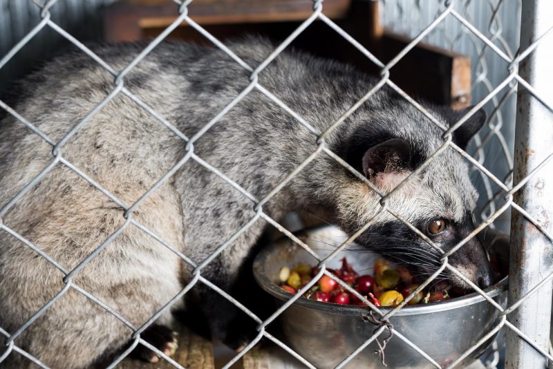 Civet in a cage