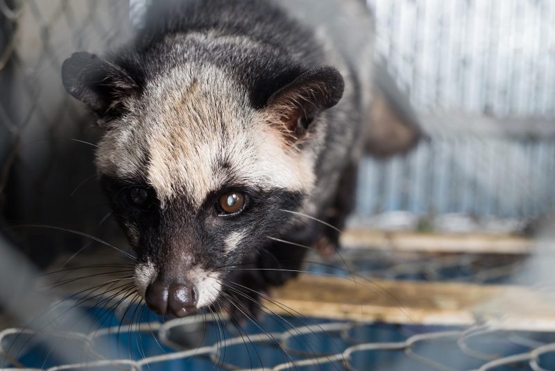 Civet - the animal behind the coffee luwak