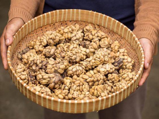 Coffee beans "extracted" from a civet.