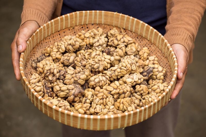 Coffee beans "extracted" from a civet.