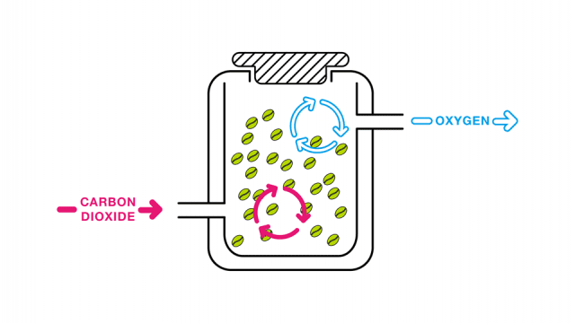 Carbon maceration