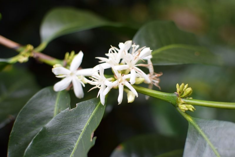 flowering coffee