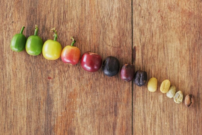 stages of coffee development