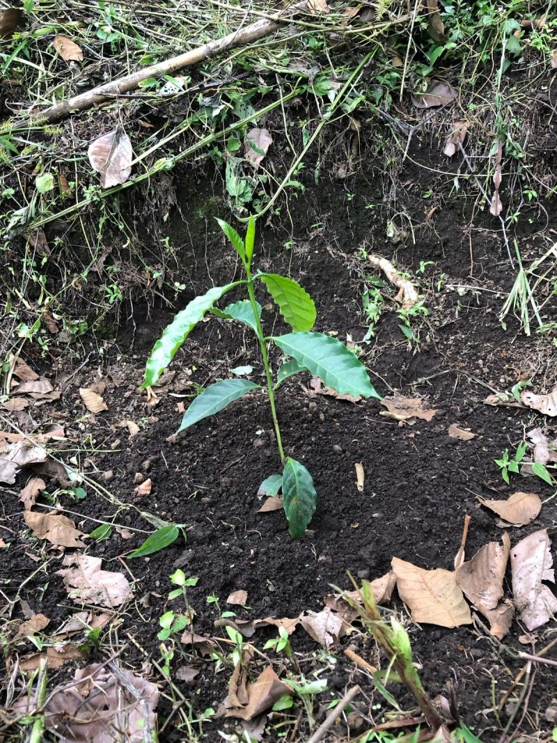 coffee plant