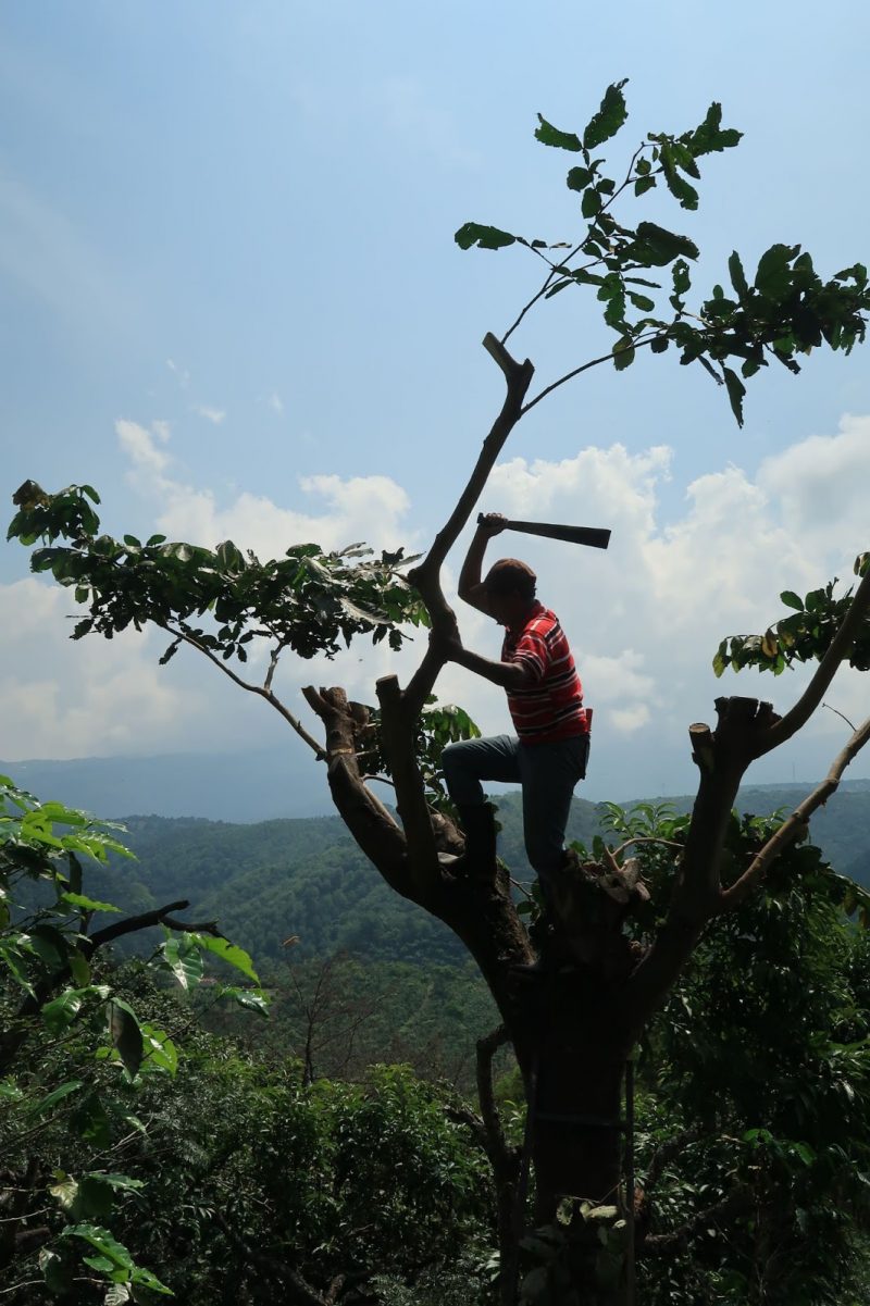 tree cutting