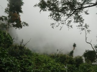coffee plantation