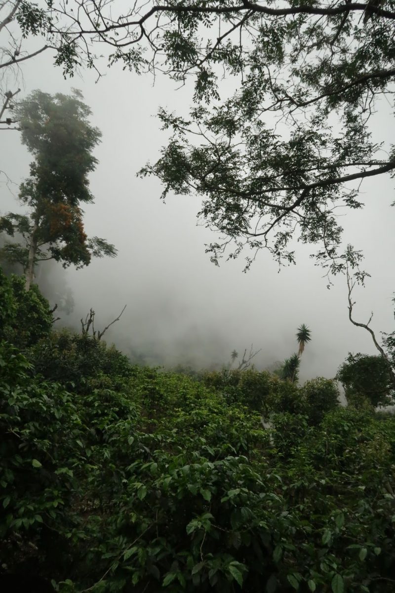 All about growing coffee. How does a coffee tree grow?