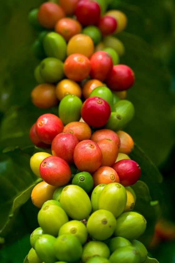 All about growing coffee. How does it grow? Blog