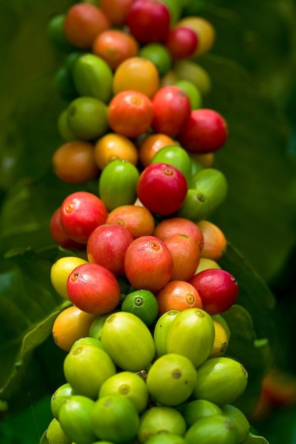 coffee cherries