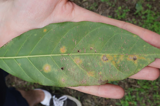 rust on a leaf