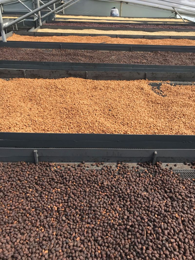 coffee beans during processing
