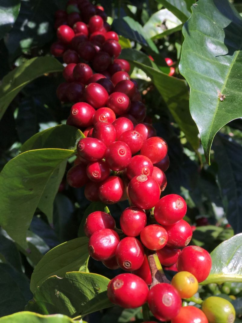 coffee cherries on trees