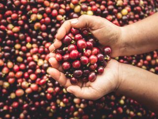 coffee cherries
