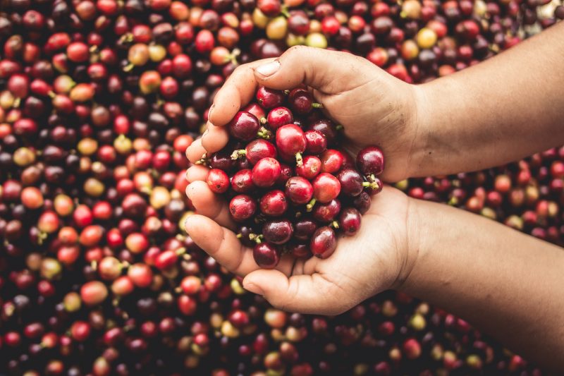 Hybrids: Coffee of the Future?