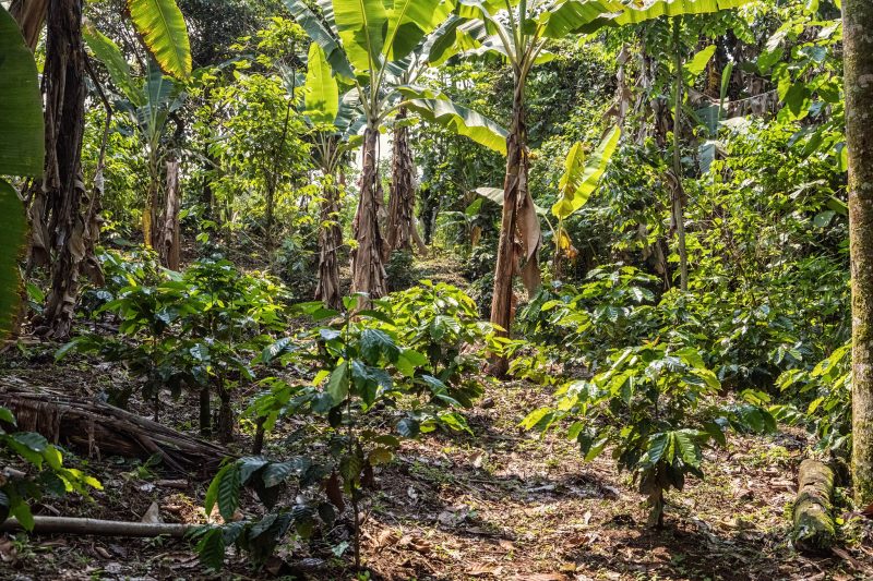 coffee farm