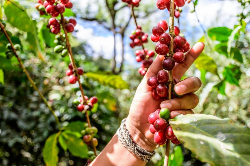 hybrides de café